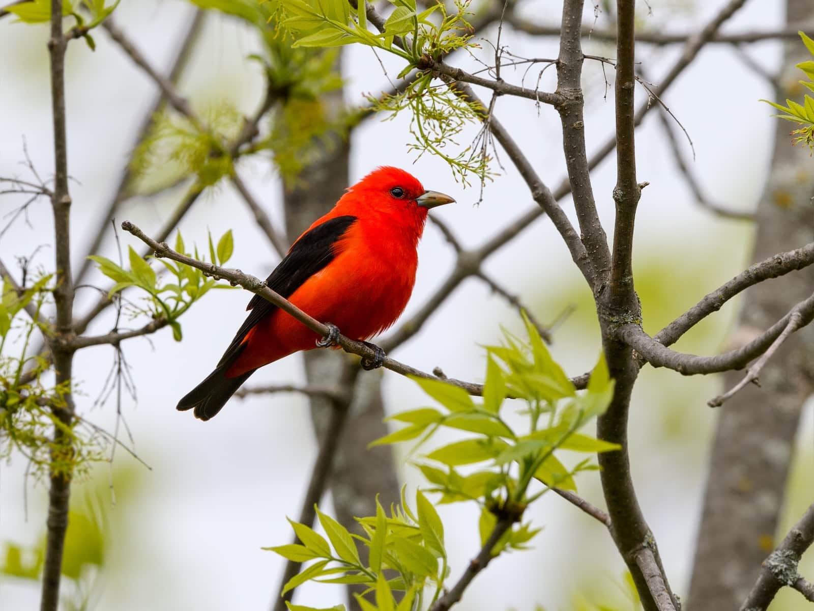 Best Birding Spots in Wisconsin Near Our Cabin 1 While exploring the best birding spots in Wisconsin you may get to see a Scarlet Tanager like this one.