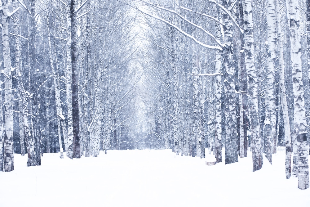 Beautiful trees covered in snow during the winter - which you can see while enjoying all the best things to do in Wausau in the winter