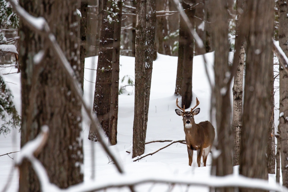 A deer in the woods - where you'll find watching wildlife is one of the best things to do in Wausua - especially when you stay at the top-rated luxury cabins and the best place to stay in Wisconsin