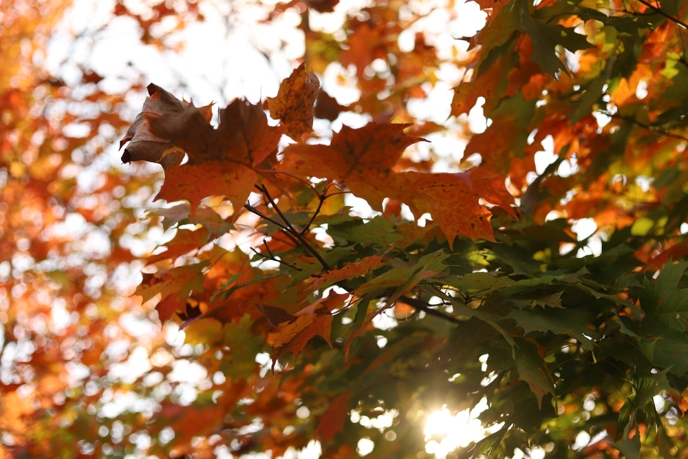 Fall colors as enjoyed on the best hikes in Wisconsin this fall