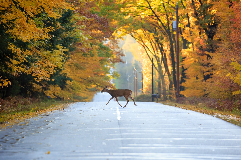 White tailed deer surrounded by gorgeous foliage during Wisconsin in the fall