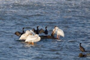 The best birding spots in Wisconsin feature the Double-crested Cormorants and Pelicans as they rest in the Fox River .